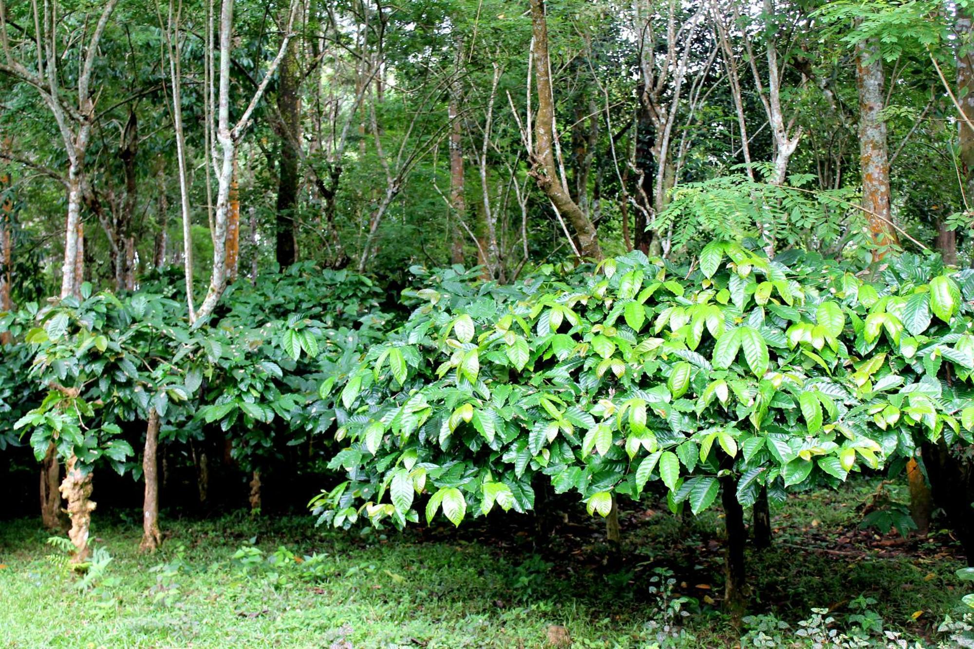 Woodside Homestay Wayanad Batheri Exterior photo